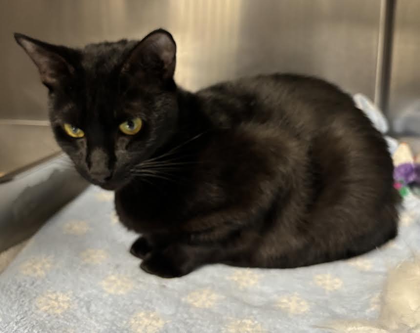 Enlarge Snow White, a Adoptable Domestic Short Hair in Marblehead, MA image 3/3