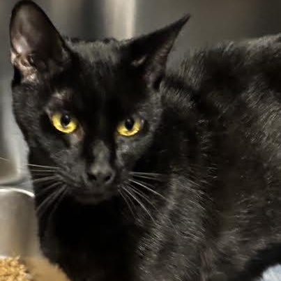 Enlarge Snow White, a Adoptable Domestic Short Hair in Marblehead, MA image 1/3