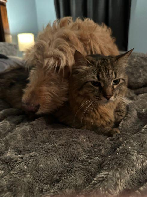 Enlarge BEN, an adopted Goldendoodle in Jacksonville, FL image 5/6