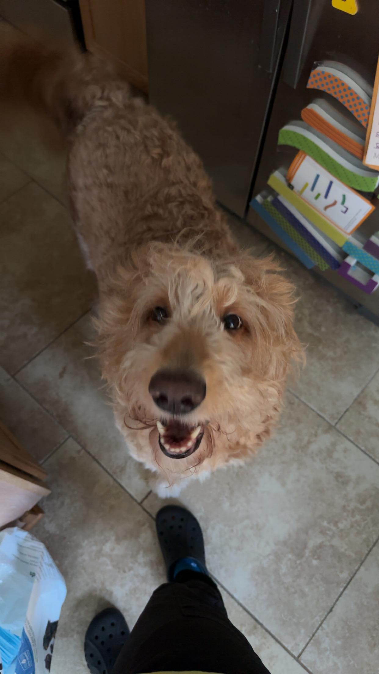 Enlarge BEN, an adopted Goldendoodle in Jacksonville, FL image 3/6