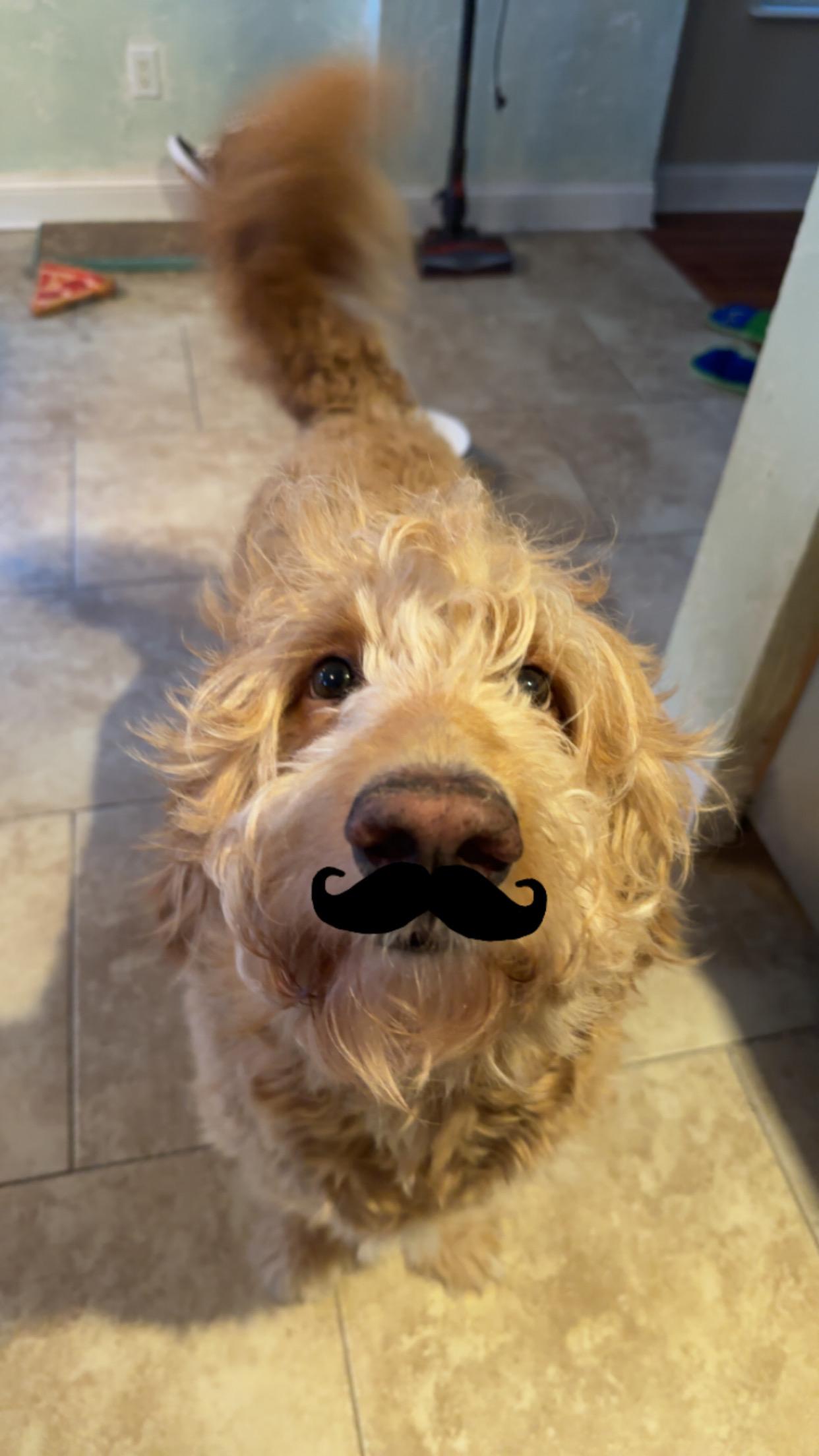 Enlarge BEN, an adopted Goldendoodle in Jacksonville, FL image 4/6