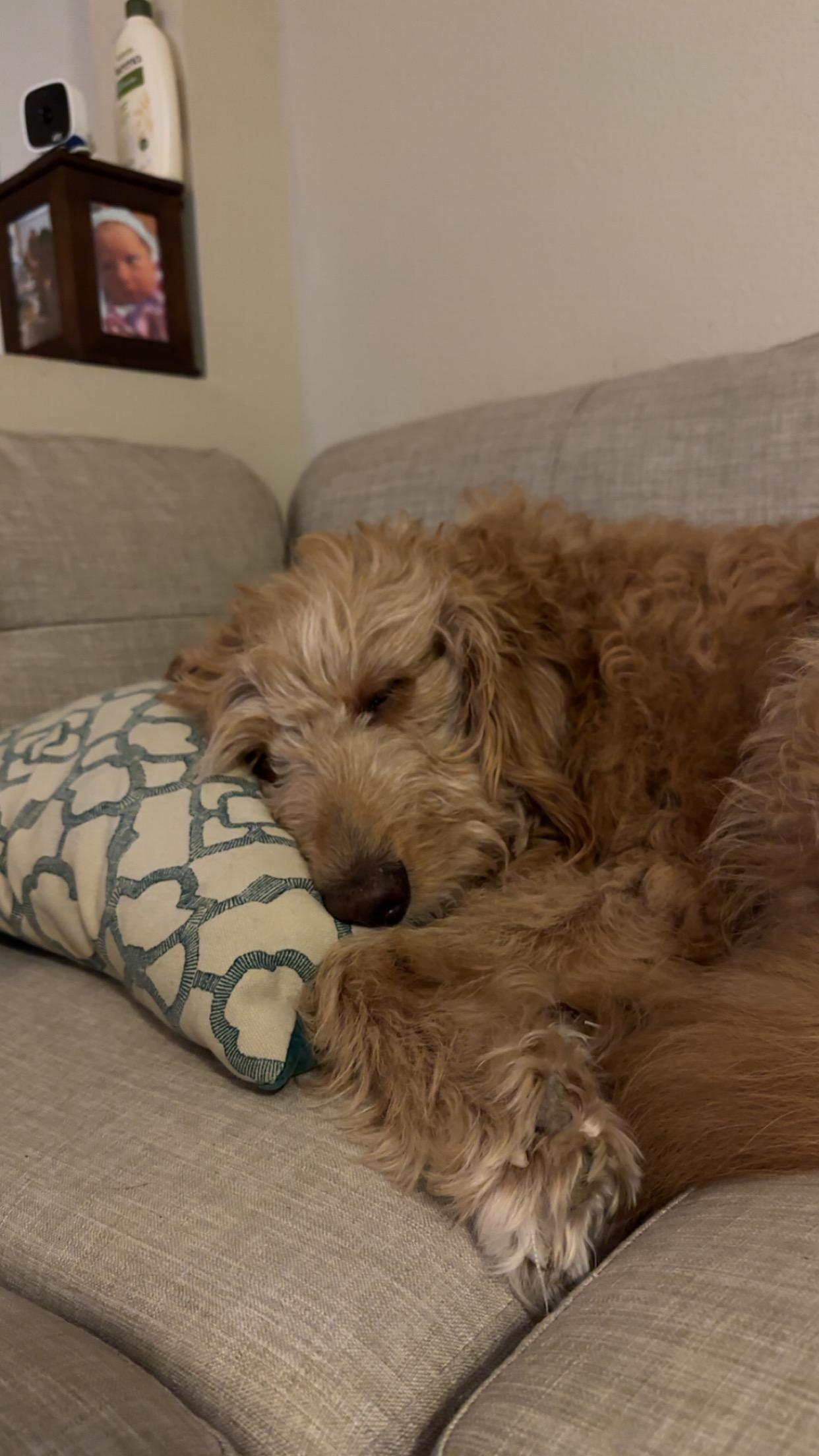 BEN, adopted, Adult Male Goldendoodle.