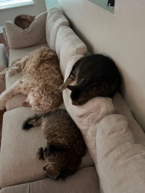 Enlarge BEN, an adopted Goldendoodle in Jacksonville, FL image 6/6