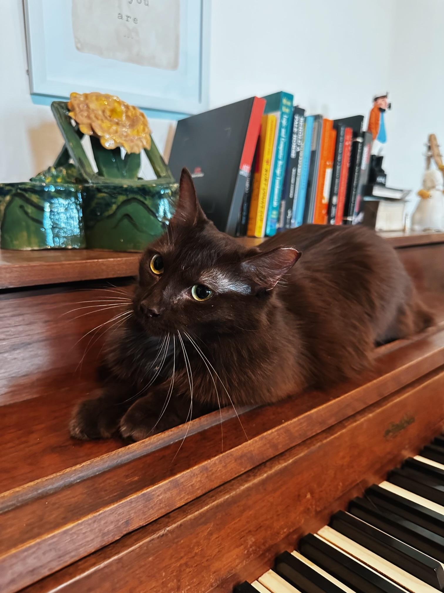 Enlarge Bella, a ADOPTABLE Domestic Short Hair in Pacific Palisades, CA image 6/6