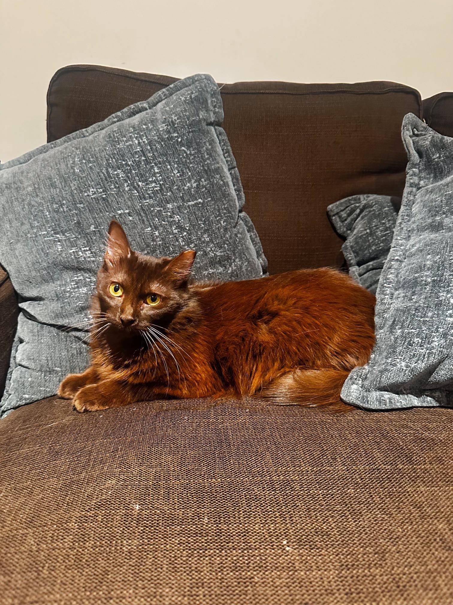 Bella, ADOPTABLE, Adult Female Domestic Short Hair.