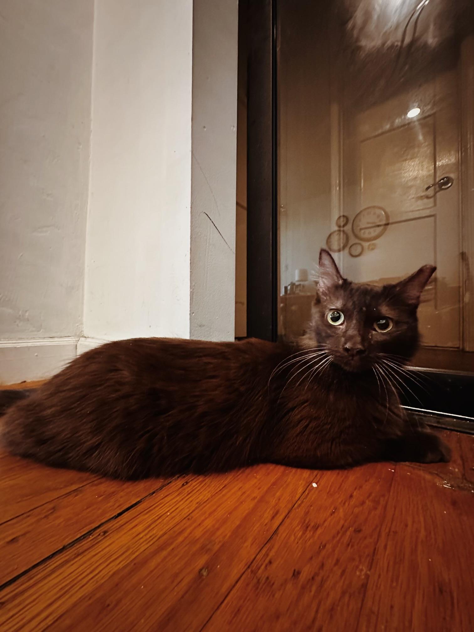 Enlarge Bella, a ADOPTABLE Domestic Short Hair in Pacific Palisades, CA image 3/6