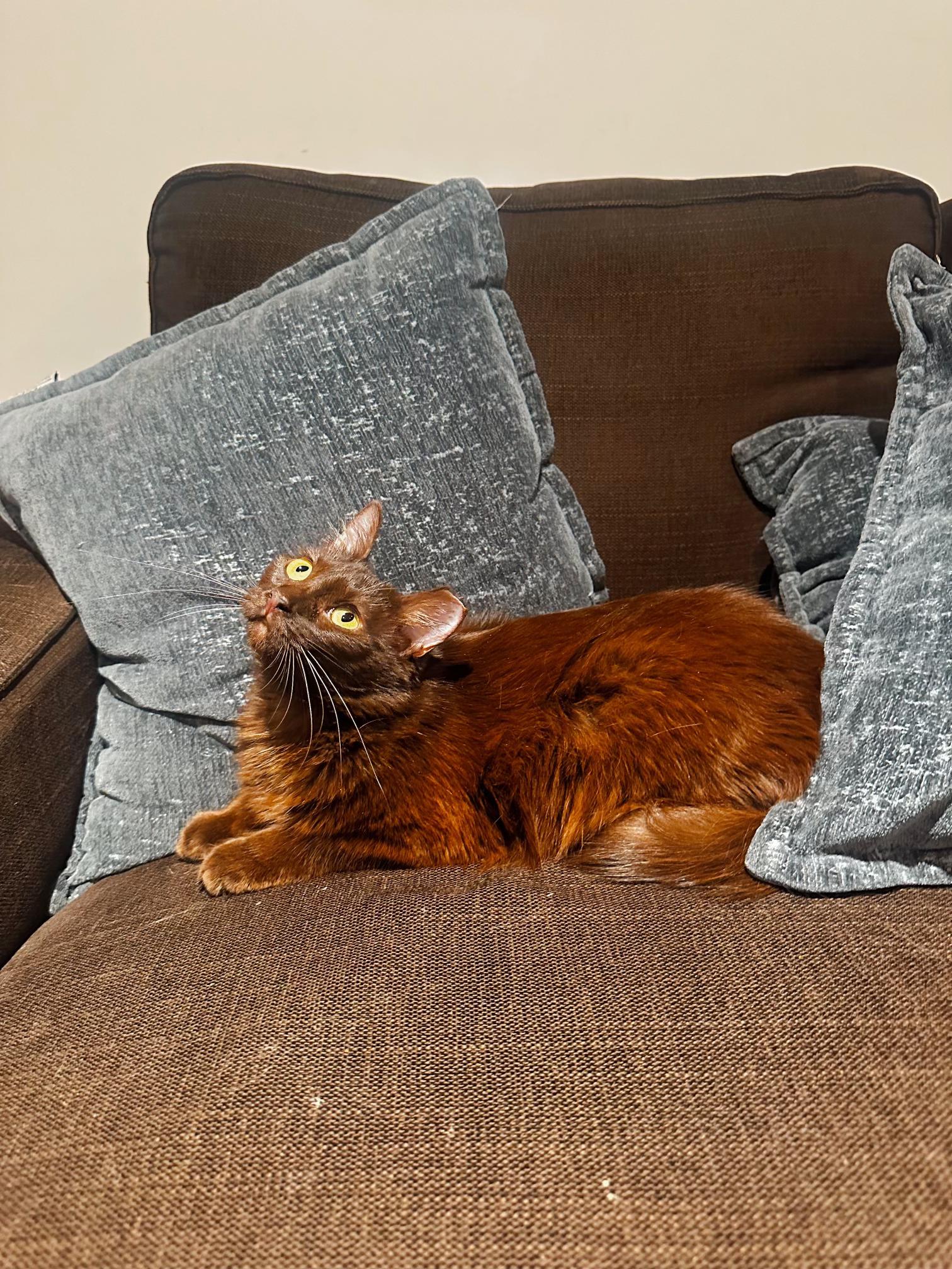 Enlarge Bella, a ADOPTABLE Domestic Short Hair in Pacific Palisades, CA image 4/6