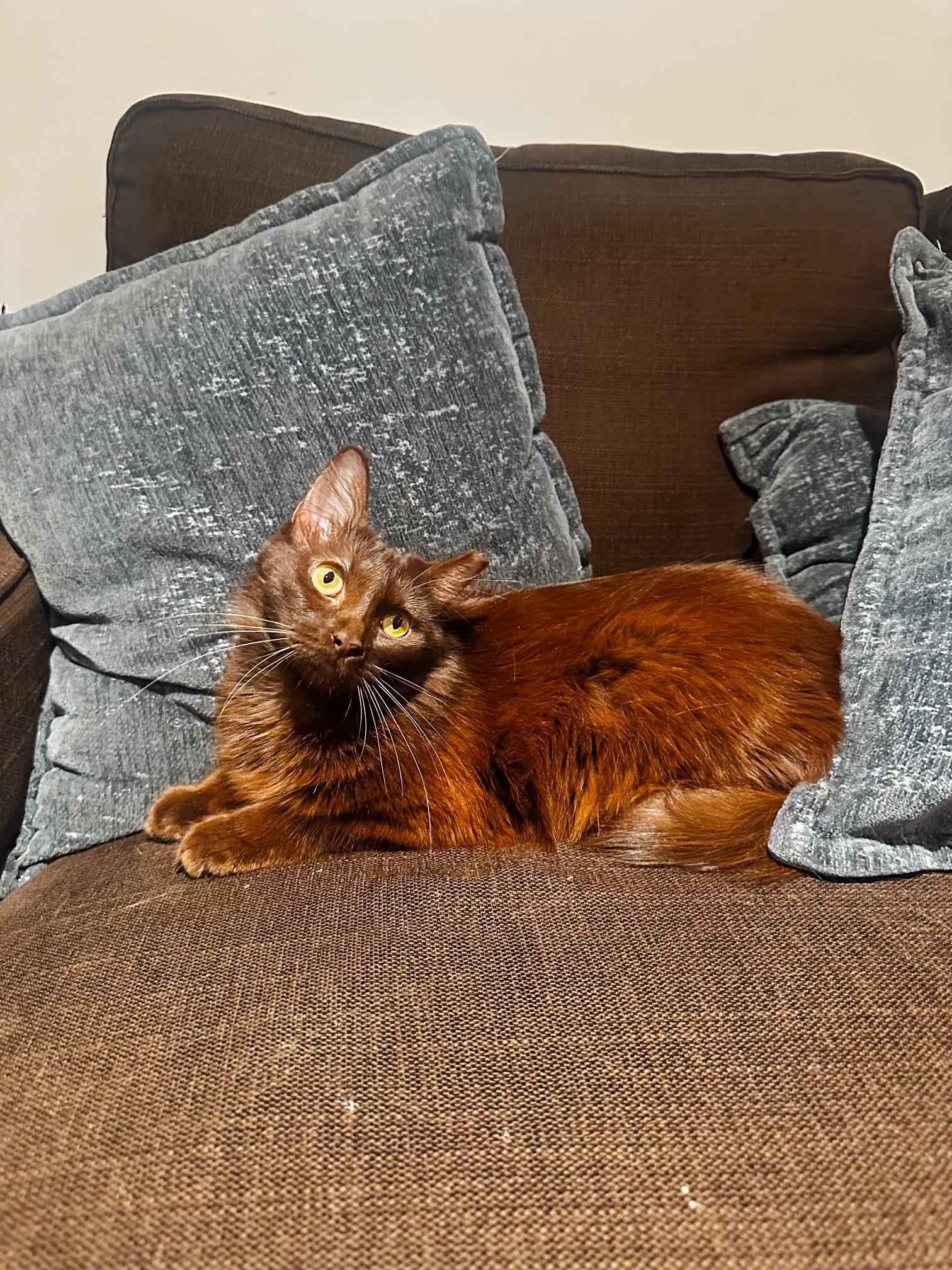 Enlarge Bella, a ADOPTABLE Domestic Short Hair in Pacific Palisades, CA image 5/6