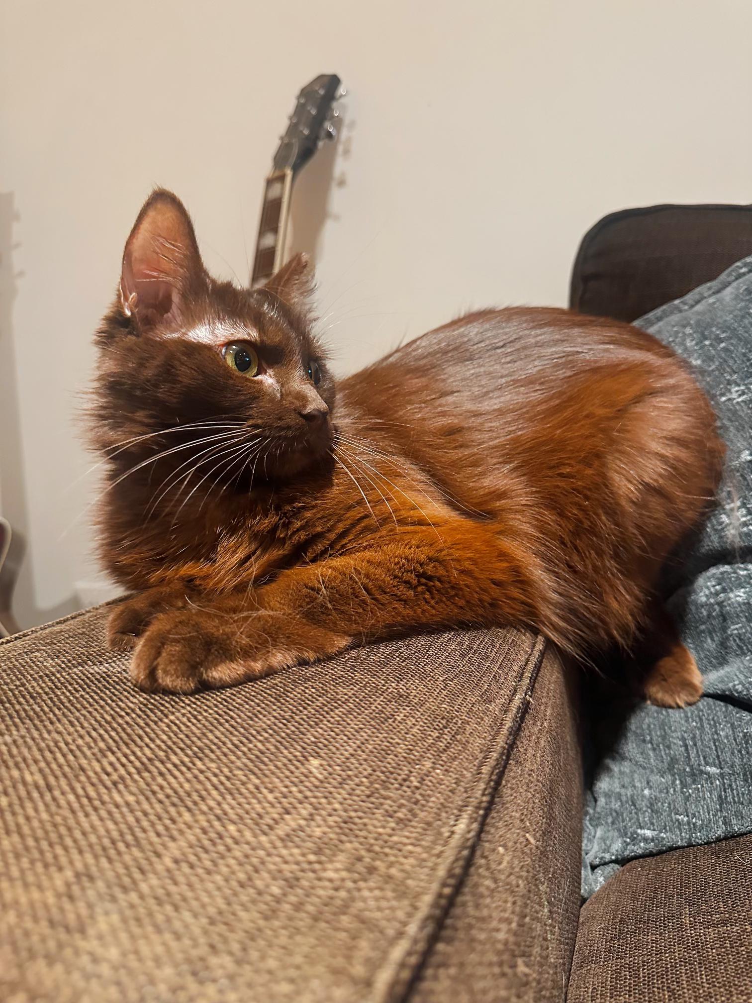 Enlarge Bella, a ADOPTABLE Domestic Short Hair in Pacific Palisades, CA image 2/6