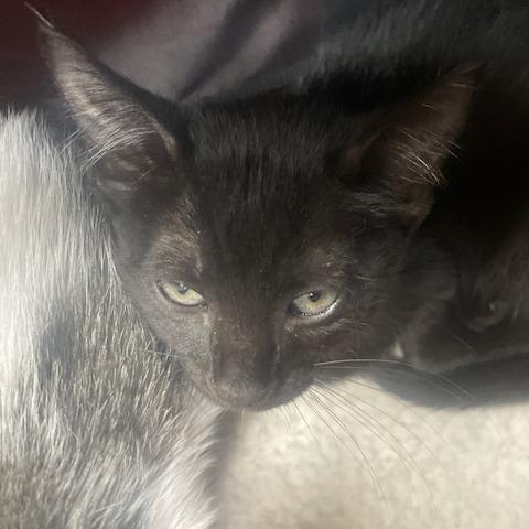 Balu, Adoptable, Kitten Male Domestic Short Hair.