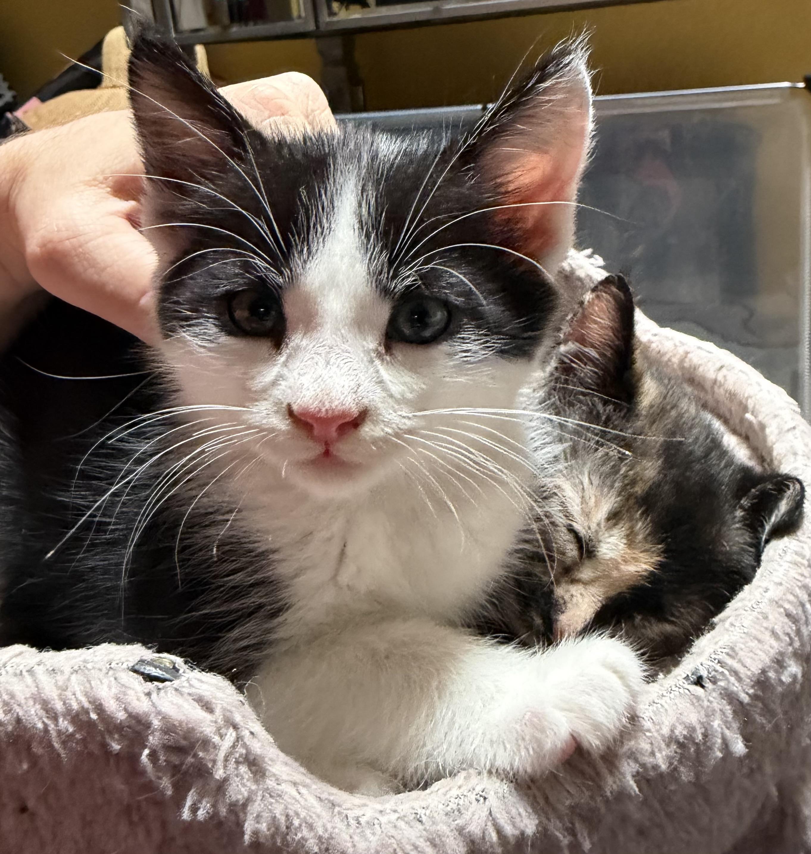 Atticus Lincoln, Adoptable, Kitten Male Domestic Medium Hair.