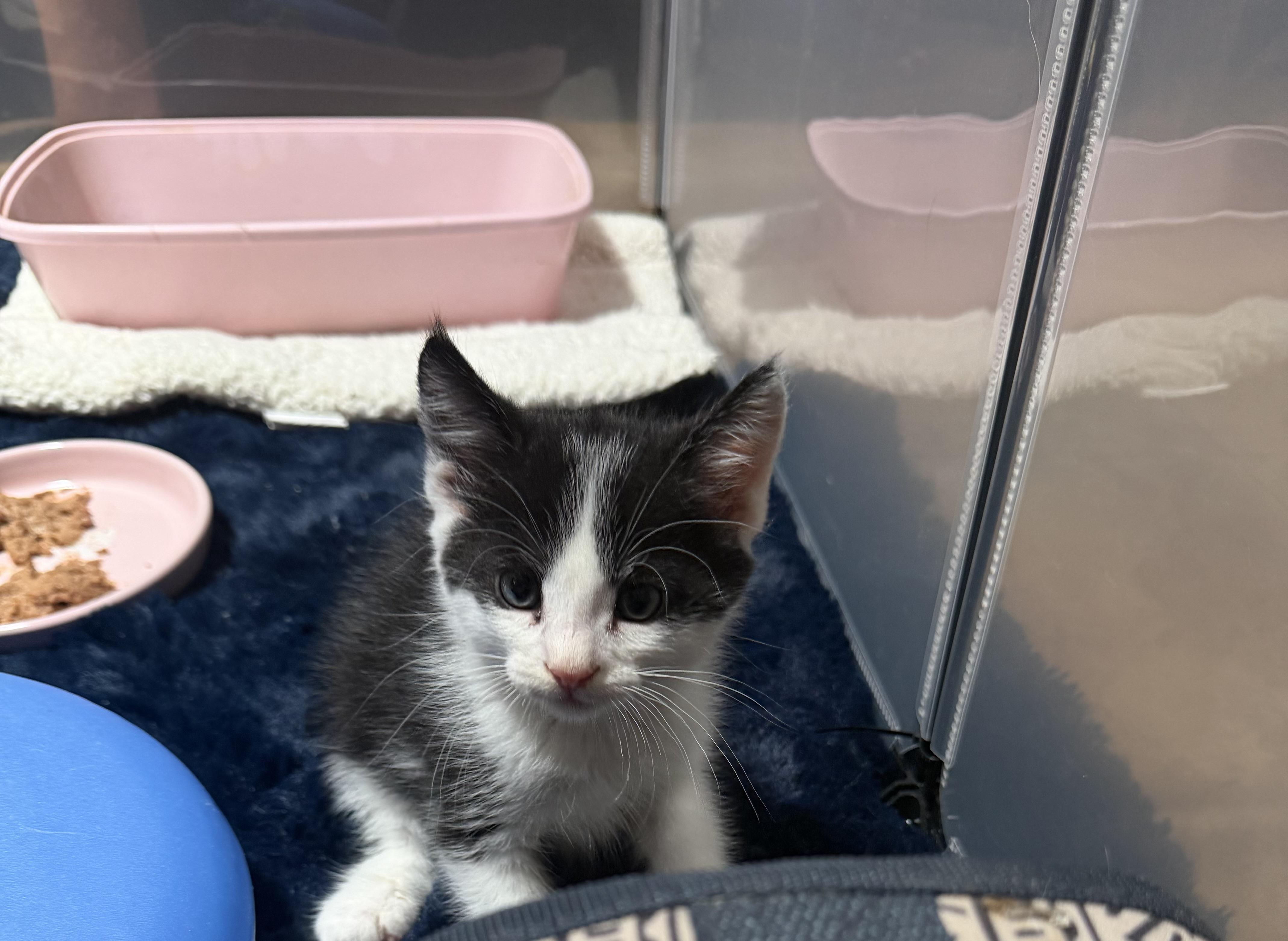 Atticus Lincoln, a Adoptable Domestic Medium Hair in Palm Desert, CA image 2/4