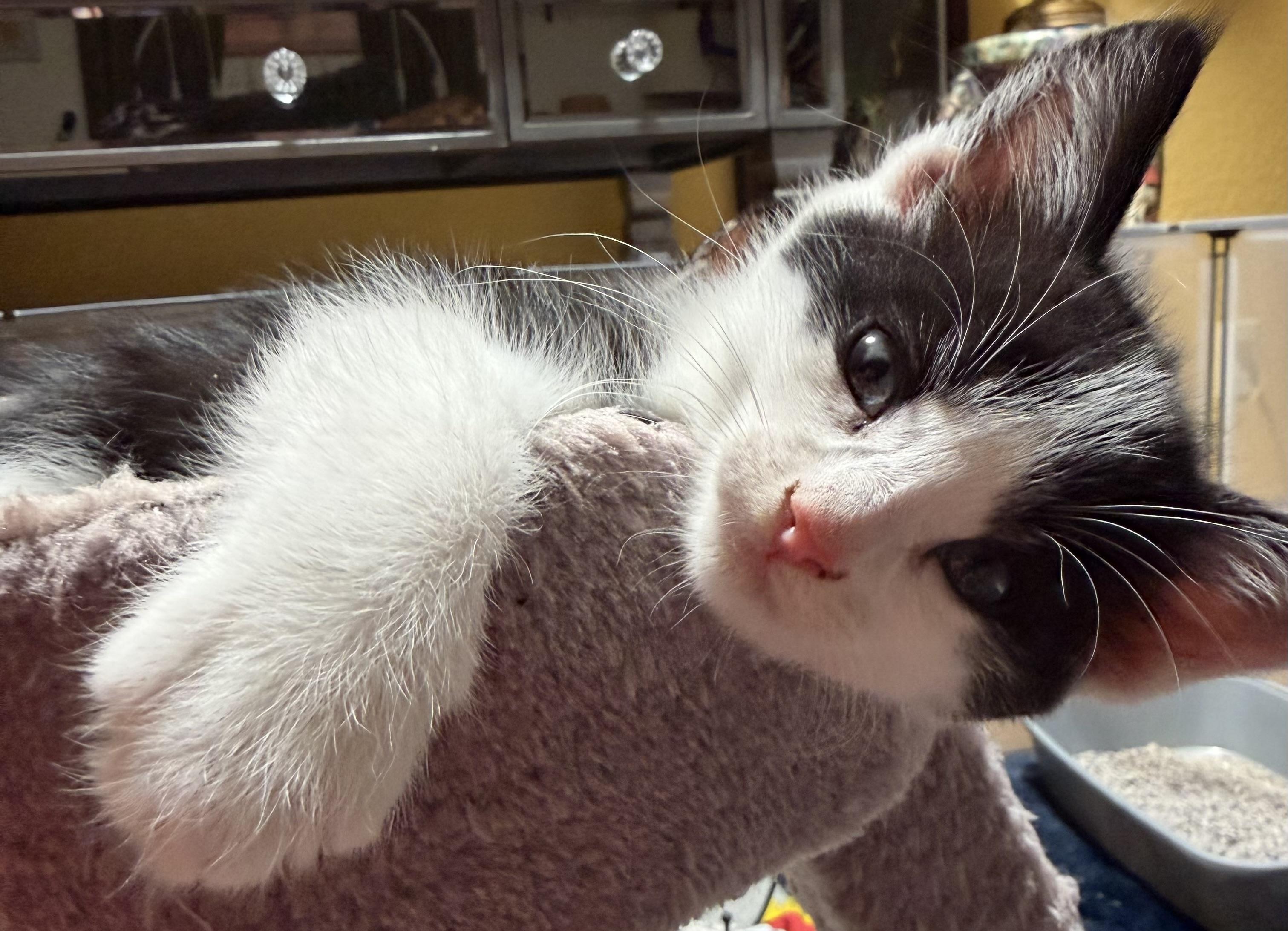 Atticus Lincoln, a Adoptable Domestic Medium Hair in Palm Desert, CA image 3/4