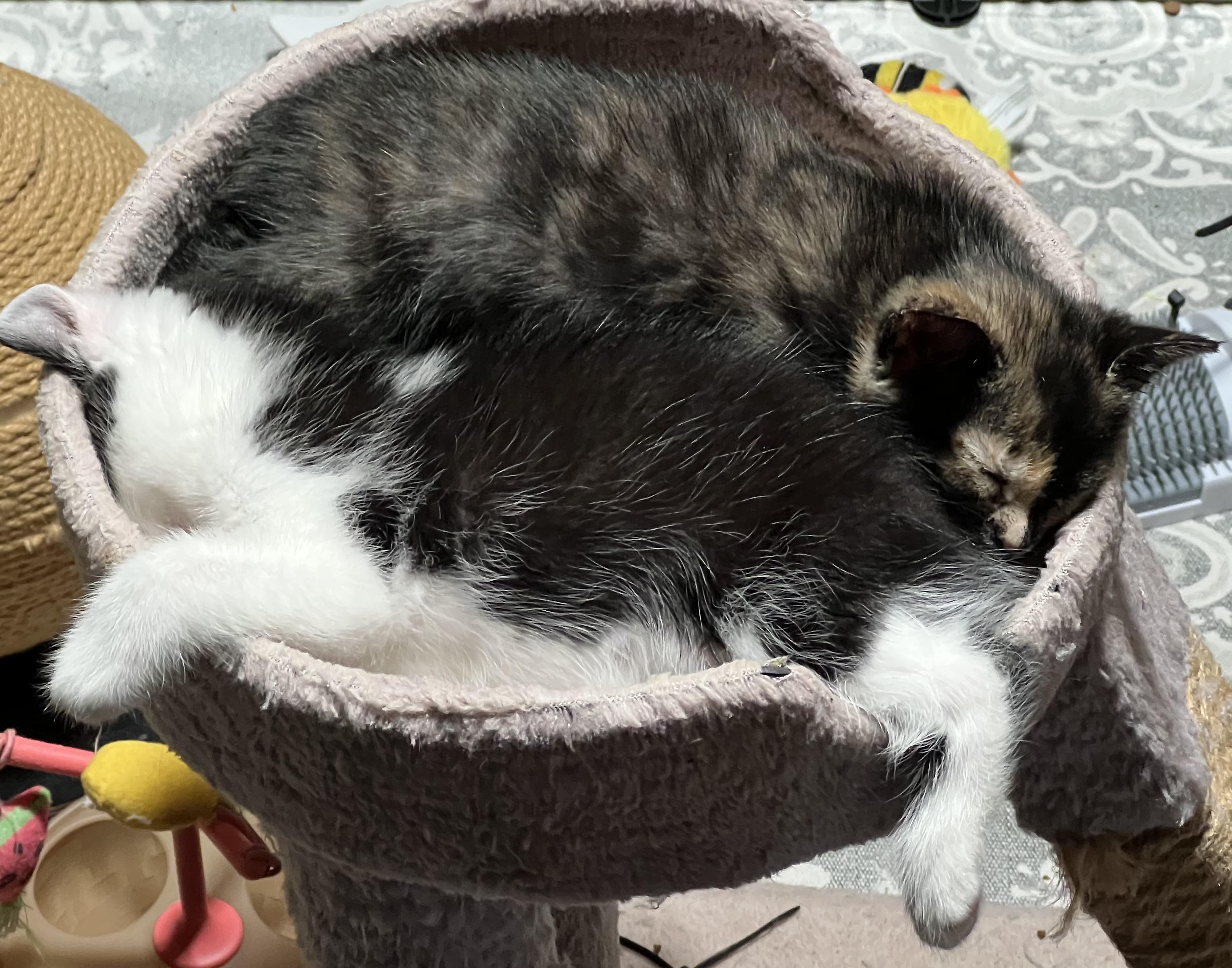 Atticus Lincoln, a Adoptable Domestic Medium Hair in Palm Desert, CA image 4/4