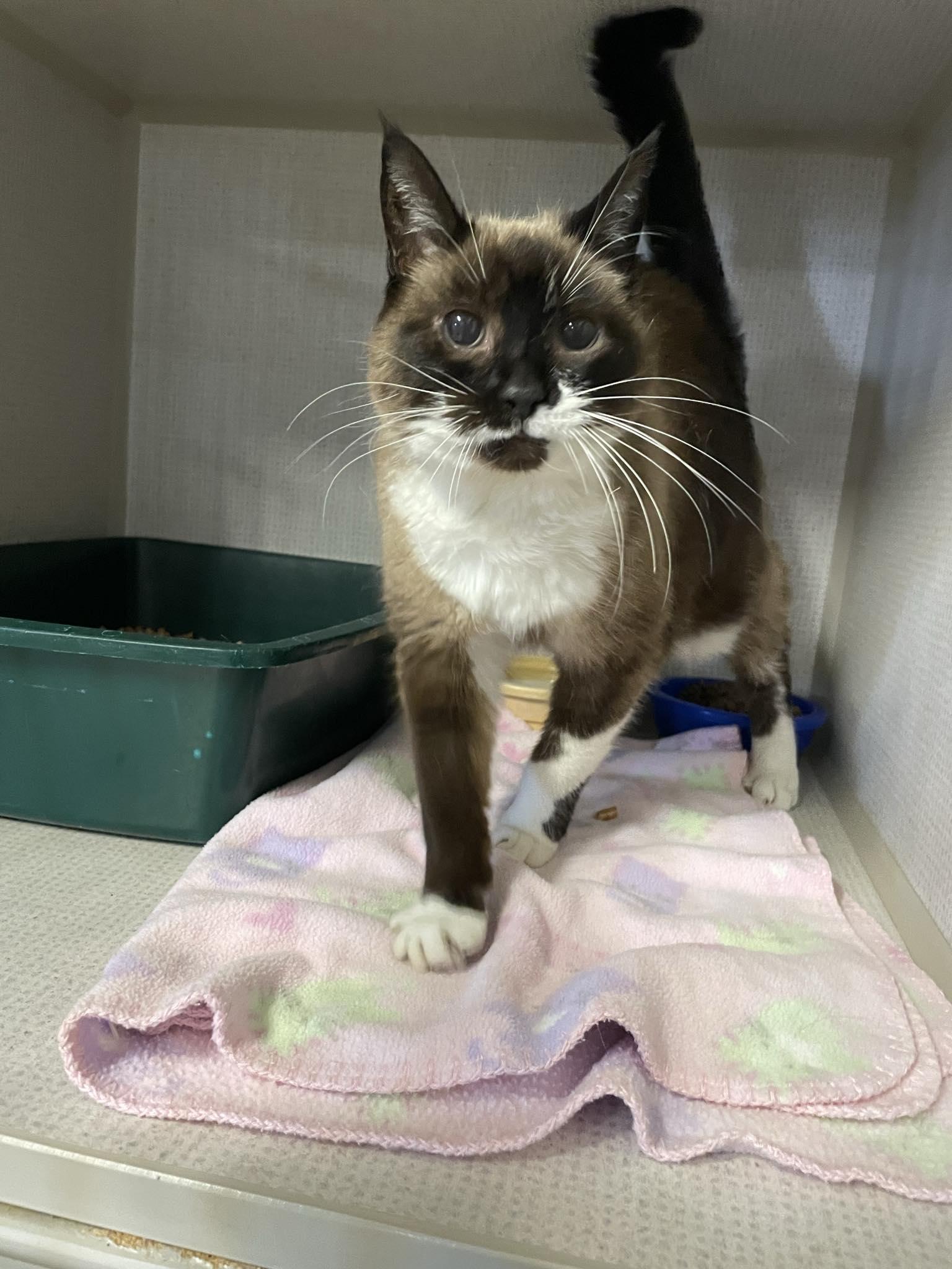 Enlarge Cleo, a ADOPTABLE Domestic Short Hair in St. Maries, ID image 3/5