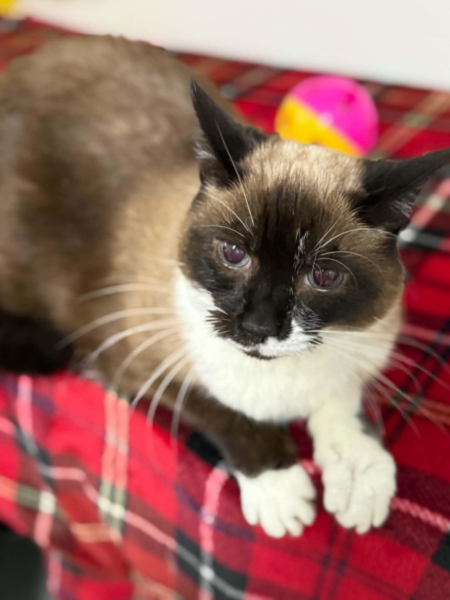 Enlarge Cleo, a ADOPTABLE Domestic Short Hair in St. Maries, ID image 1/5