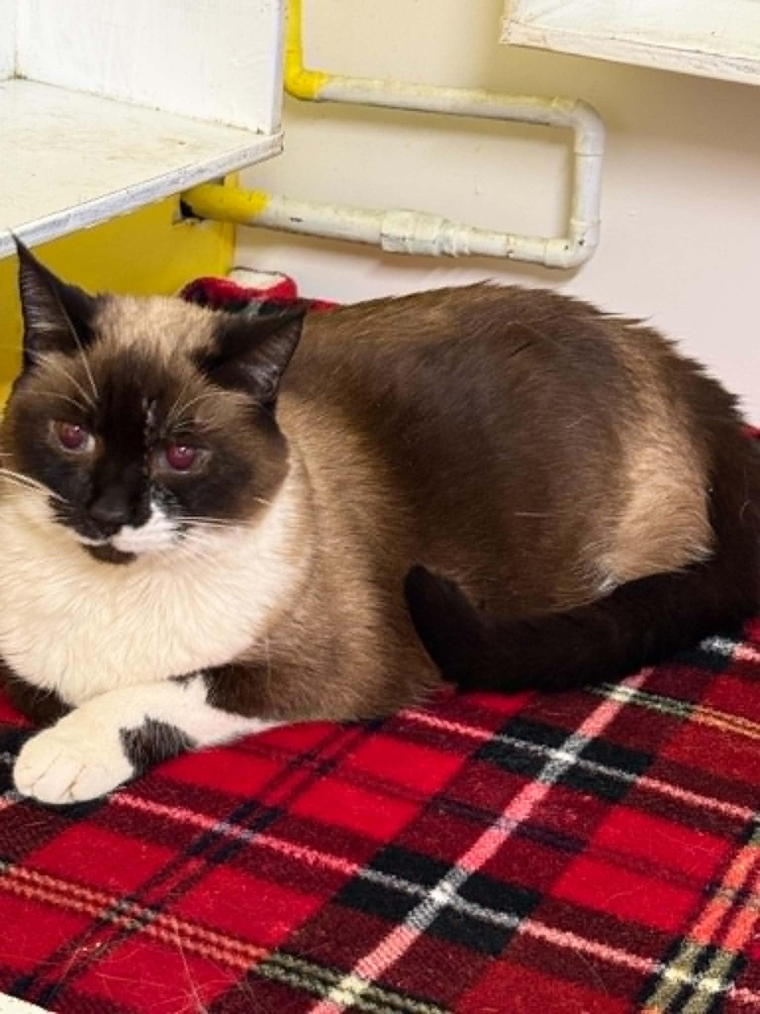 Enlarge Cleo, a ADOPTABLE Domestic Short Hair in St. Maries, ID image 5/5