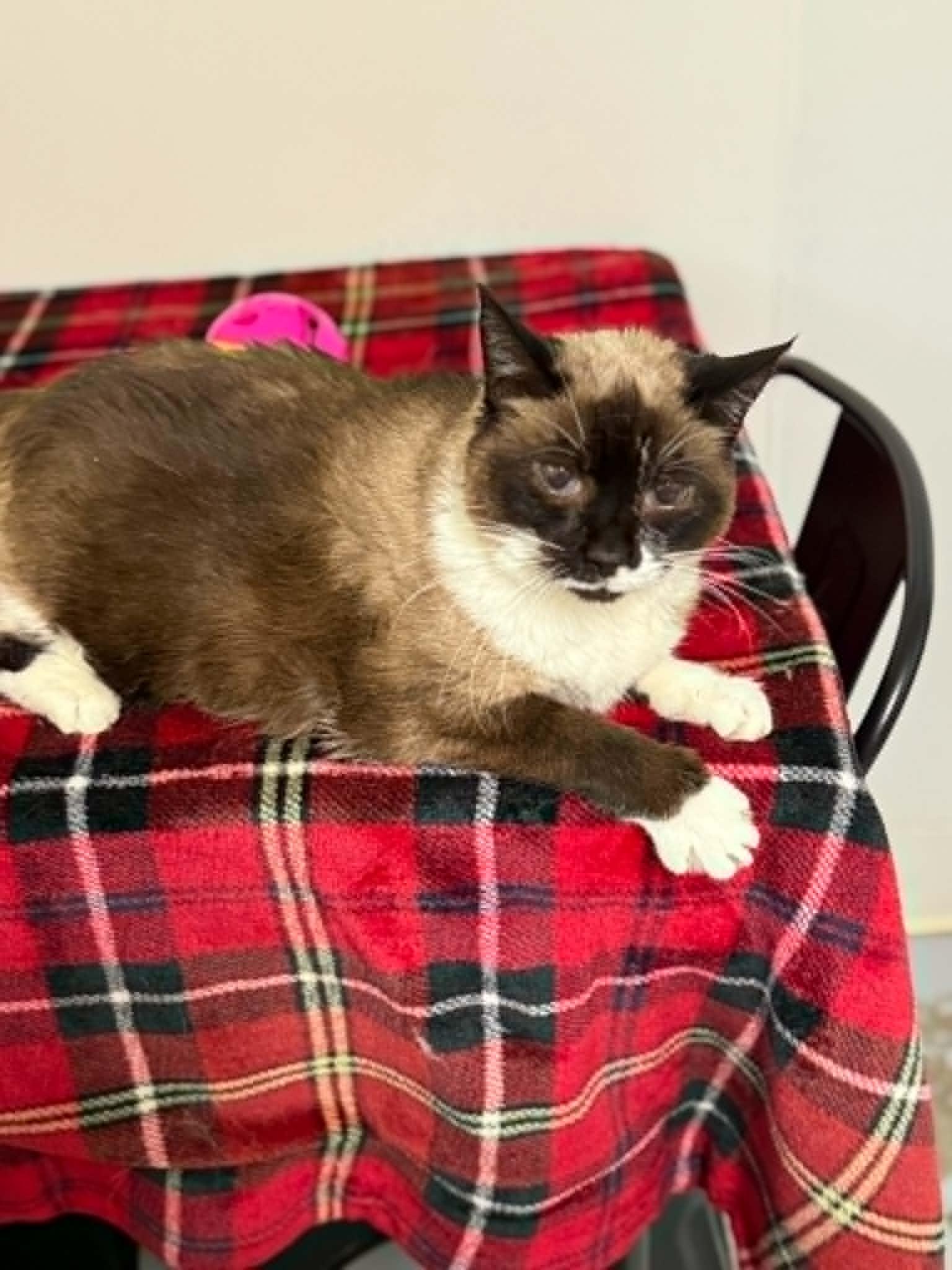 Enlarge Cleo, a ADOPTABLE Domestic Short Hair in St. Maries, ID image 4/5