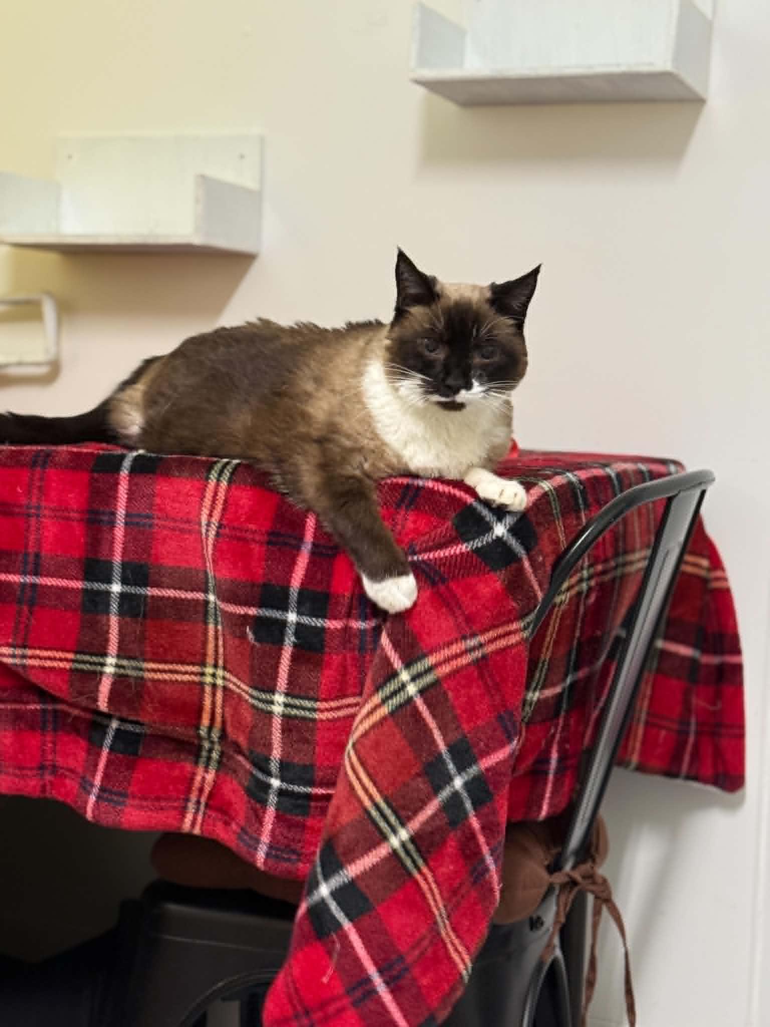 Enlarge Cleo, a ADOPTABLE Domestic Short Hair in St. Maries, ID image 2/5