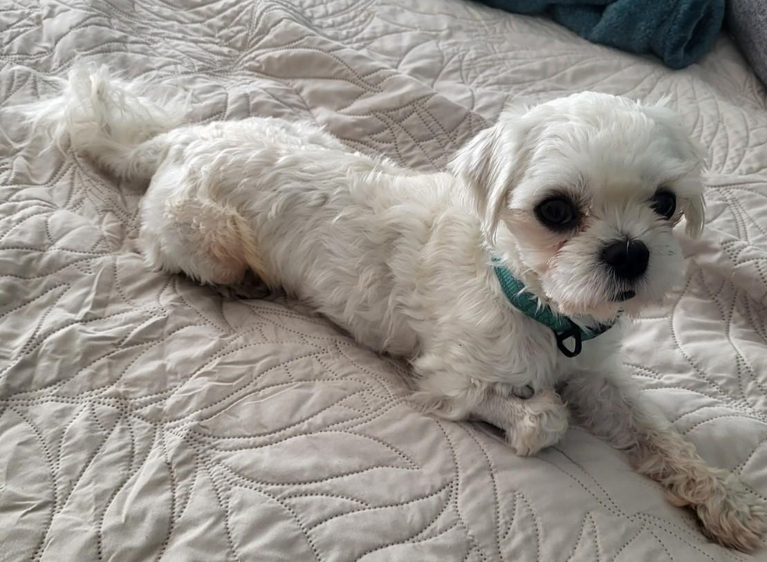 Enlarge Rocket (SC), a Adoptable Maltese in Little River, SC image 2/3