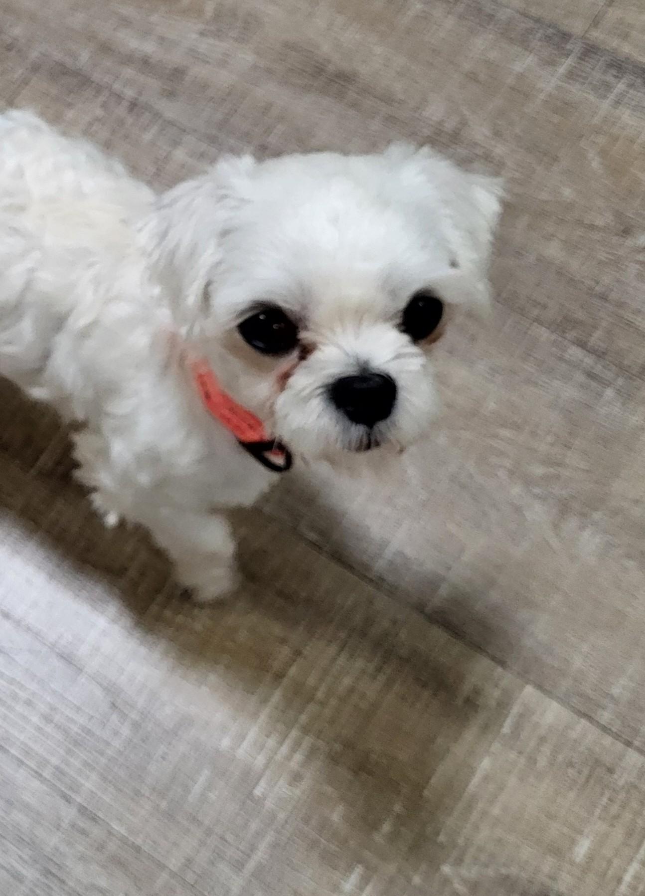 Enlarge Rocket (SC), a Adoptable Maltese in Little River, SC image 3/3
