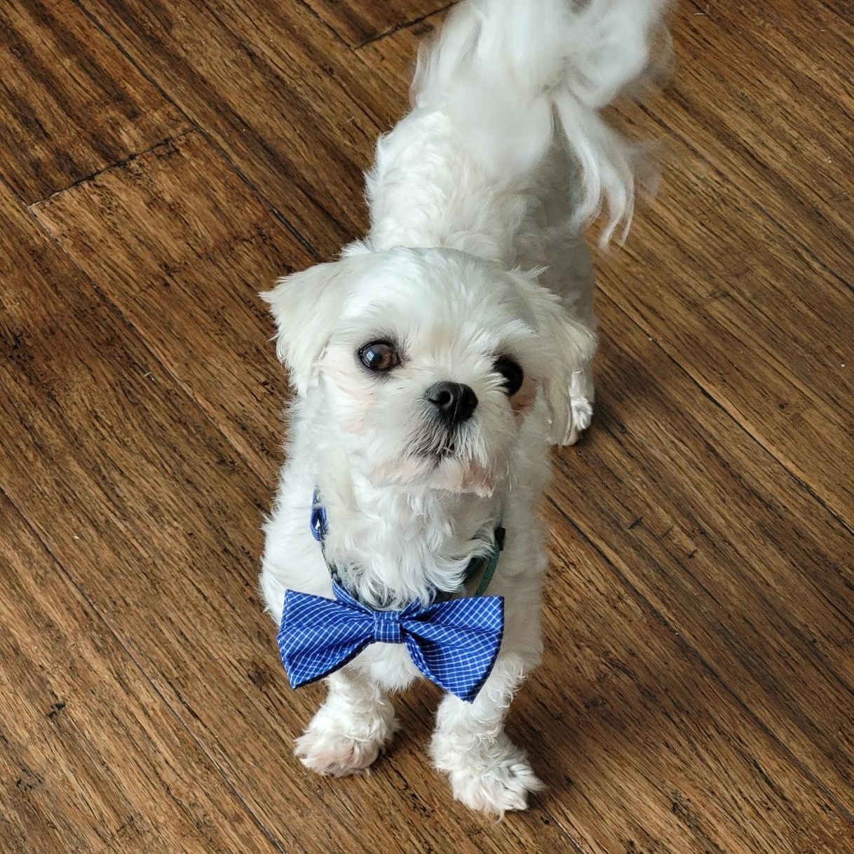 Rocket (SC), Adoptable, Adult Male Maltese.