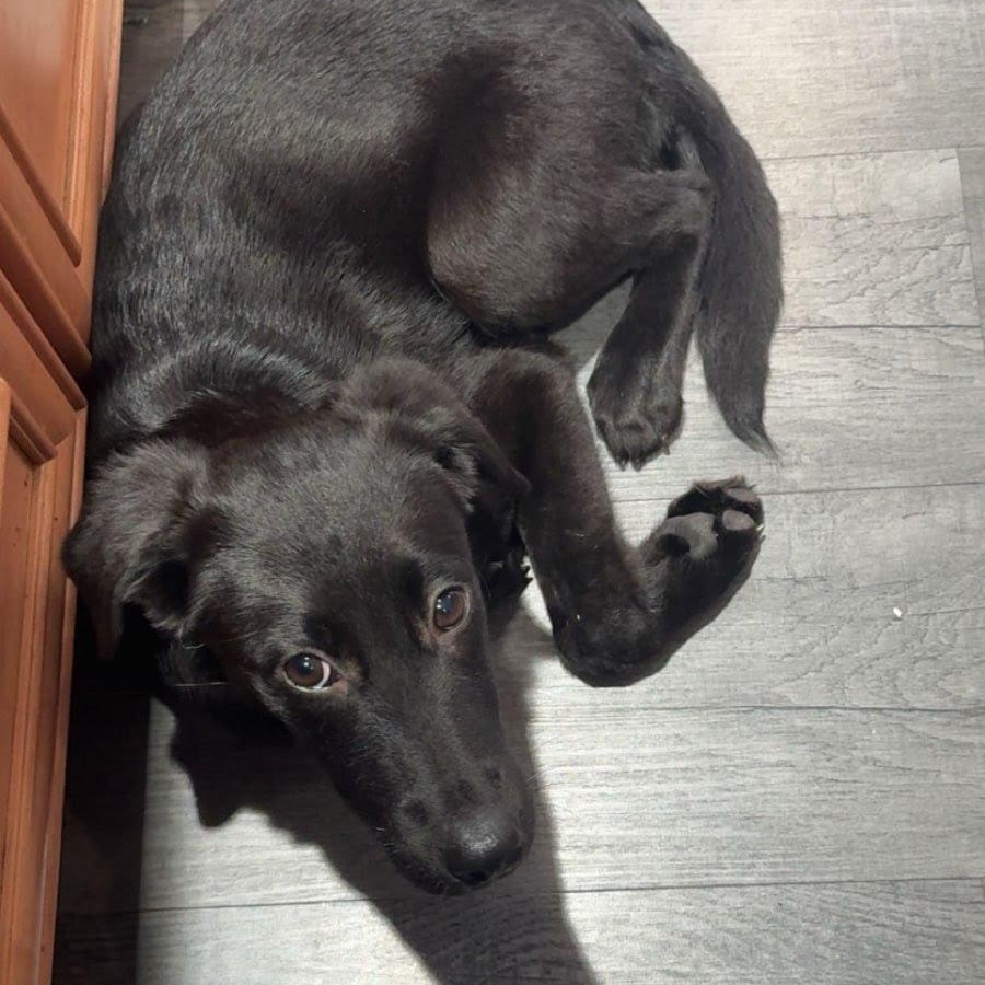 Enlarge Sienna, a ADOPTABLE mixed breed in Oswego, IL image 2/4