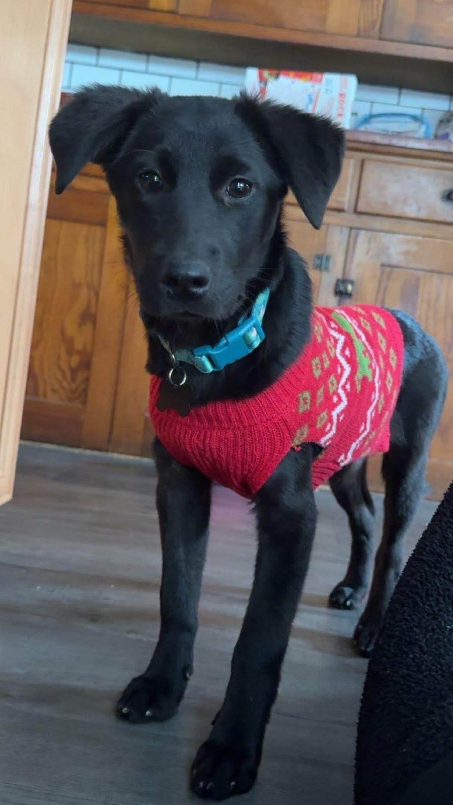 Enlarge Sienna, a ADOPTABLE mixed breed in Oswego, IL image 3/4