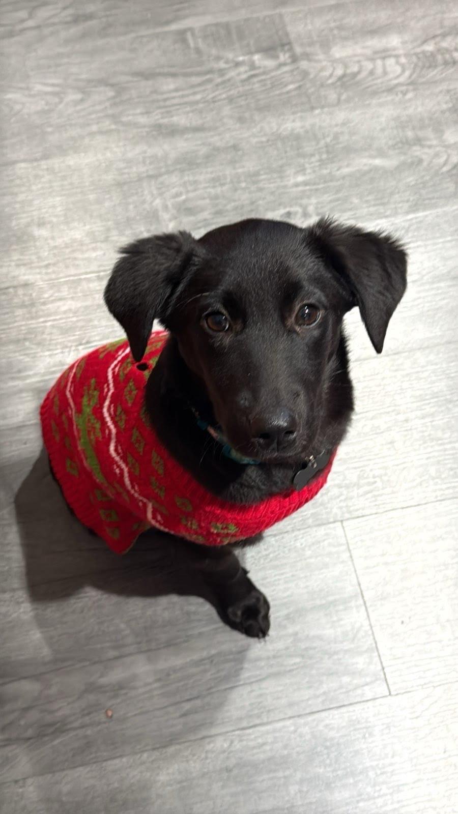 Enlarge Sienna, a ADOPTABLE mixed breed in Oswego, IL image 1/4