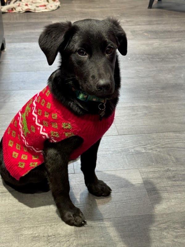 Enlarge Sienna, a ADOPTABLE mixed breed in Oswego, IL image 4/4