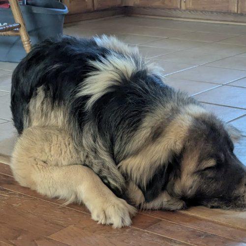 Enlarge Rex, a Adoptable mixed breed in Leesburg, AL image 1/3