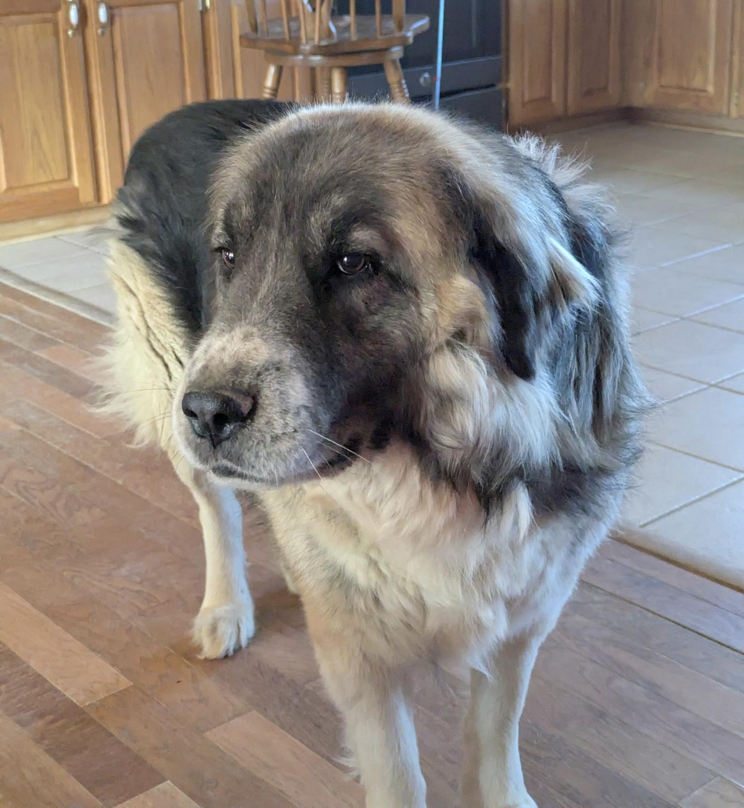 Enlarge Rex, a Adoptable mixed breed in Leesburg, AL image 2/3
