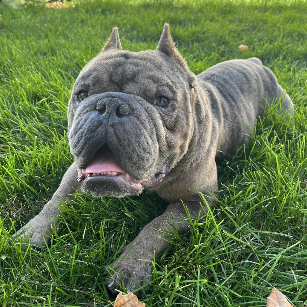 Enlarge Cadet, a Adoptable English Bulldog in Chaska, MN image 1/6