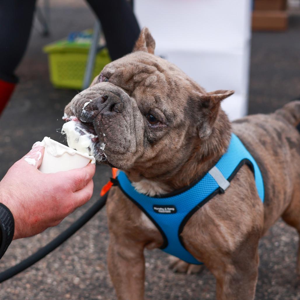 Enlarge Cadet, a Adoptable English Bulldog in Chaska, MN image 2/6