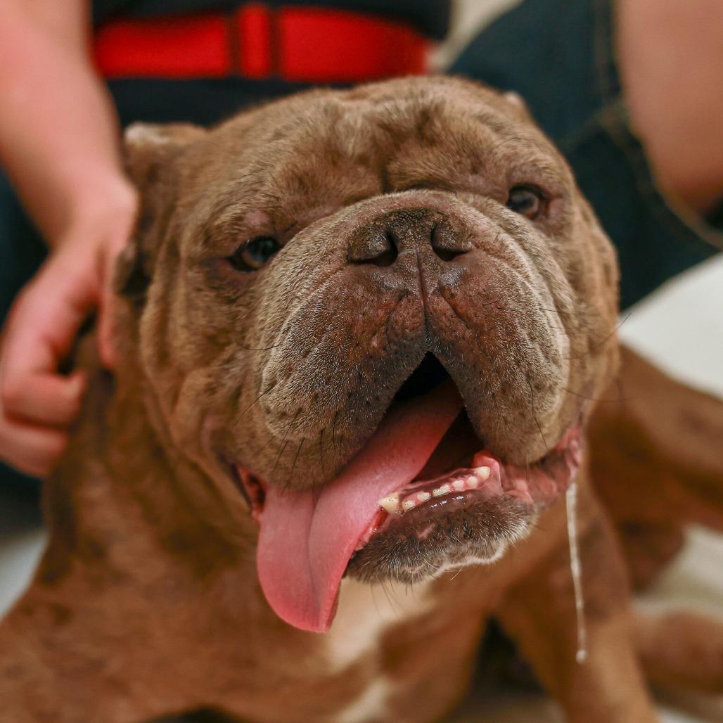 Enlarge Cadet, a Adoptable English Bulldog in Chaska, MN image 3/6