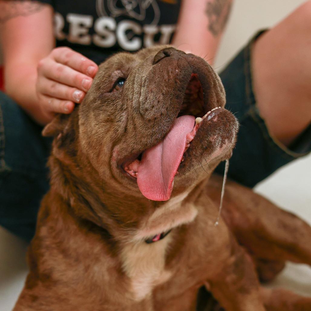 Enlarge Cadet, a Adoptable English Bulldog in Chaska, MN image 4/6