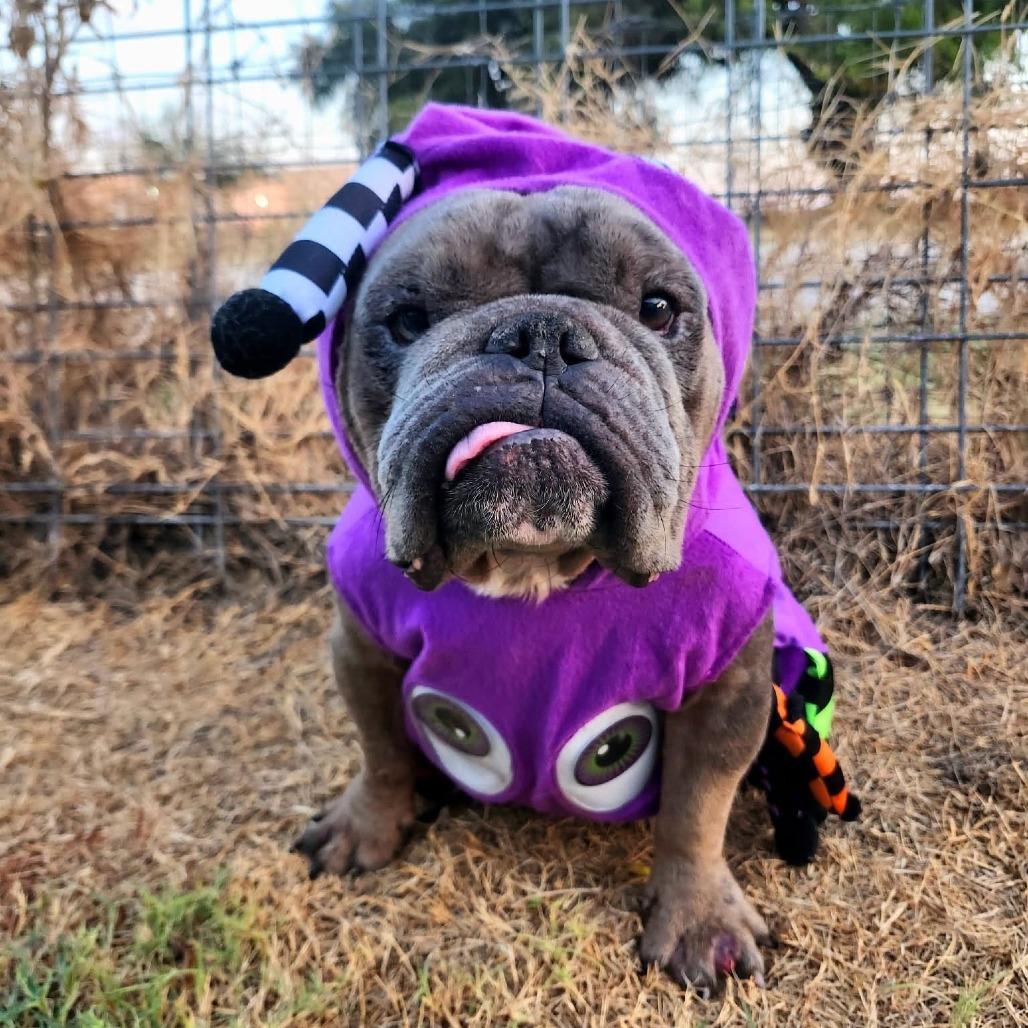 Enlarge Cadet, a Adoptable English Bulldog in Chaska, MN image 5/6