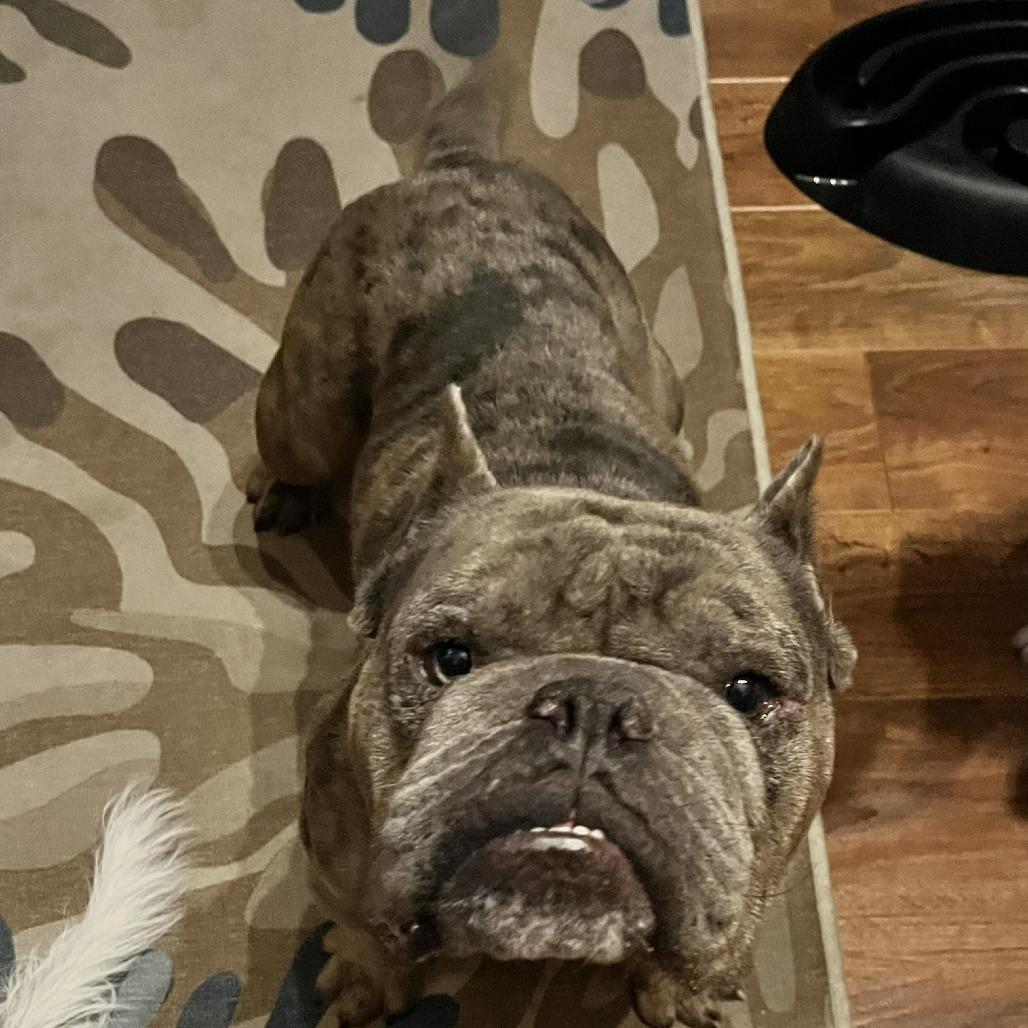 Enlarge Cadet, a Adoptable English Bulldog in Chaska, MN image 6/6