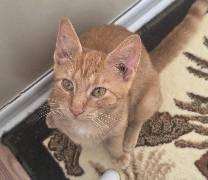 Punkin, Adoptable, Young Male Domestic Short Hair.