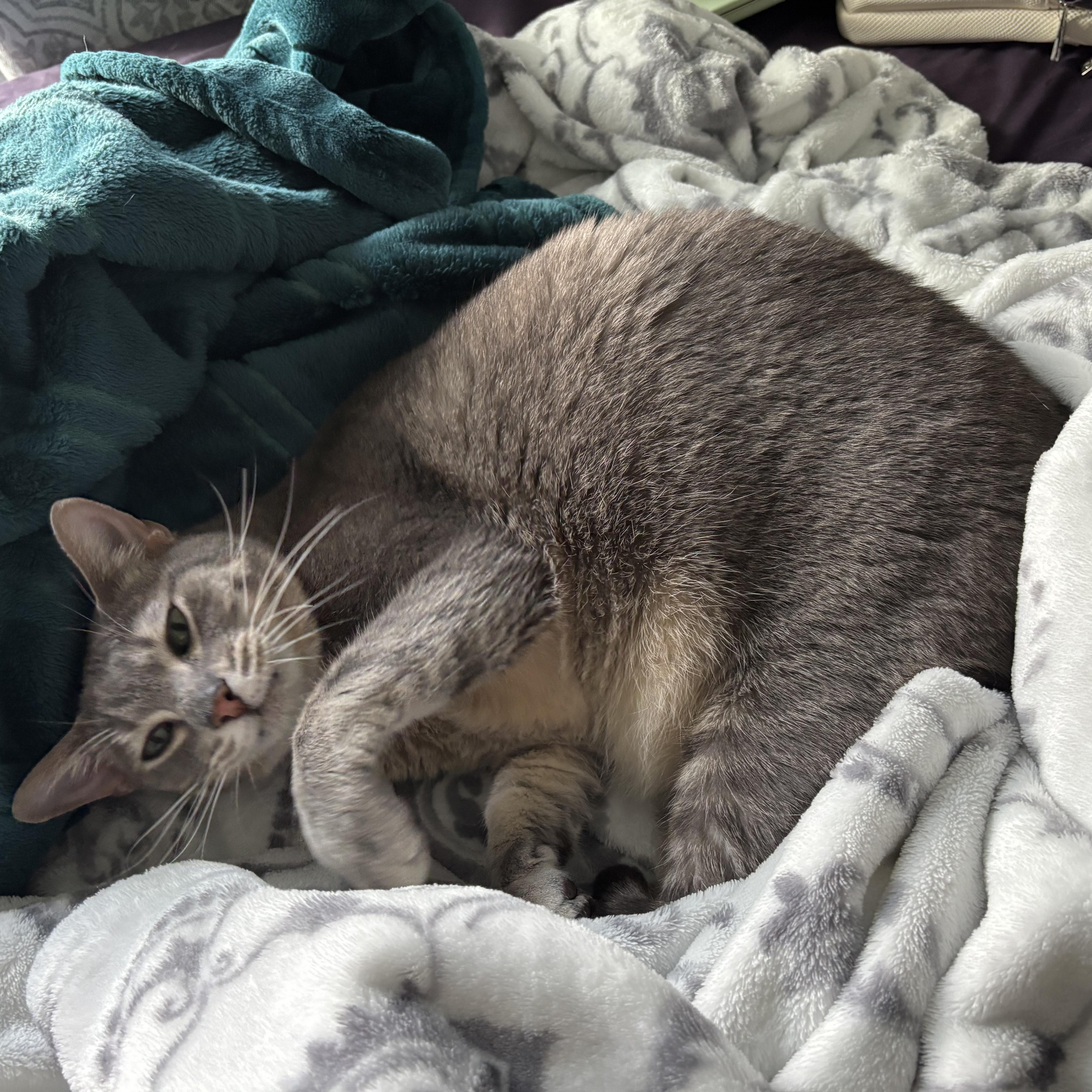 Evan - BIG BOI and friendly