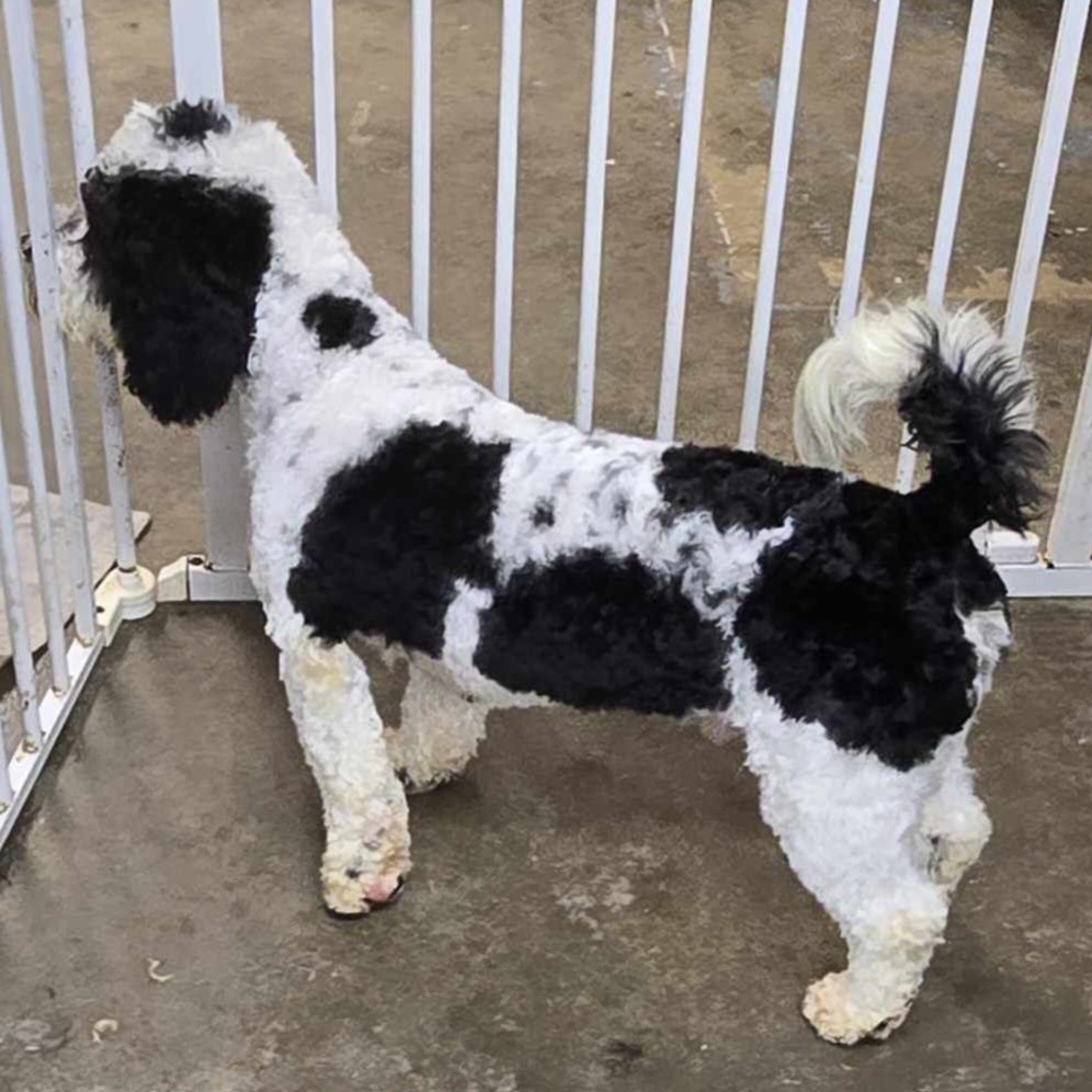 Dog for adoption Sebastian, a Cockapoo in Wheelersburg, OH Petfinder