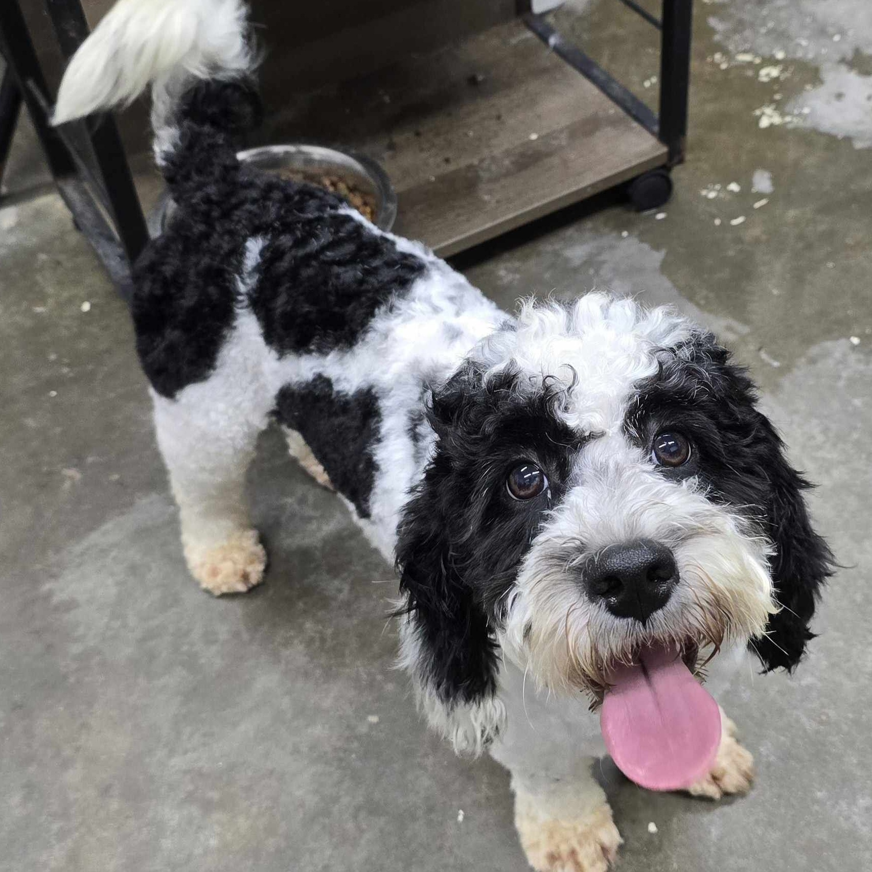 Dog for adoption Sebastian, a Cockapoo in Wheelersburg, OH Petfinder