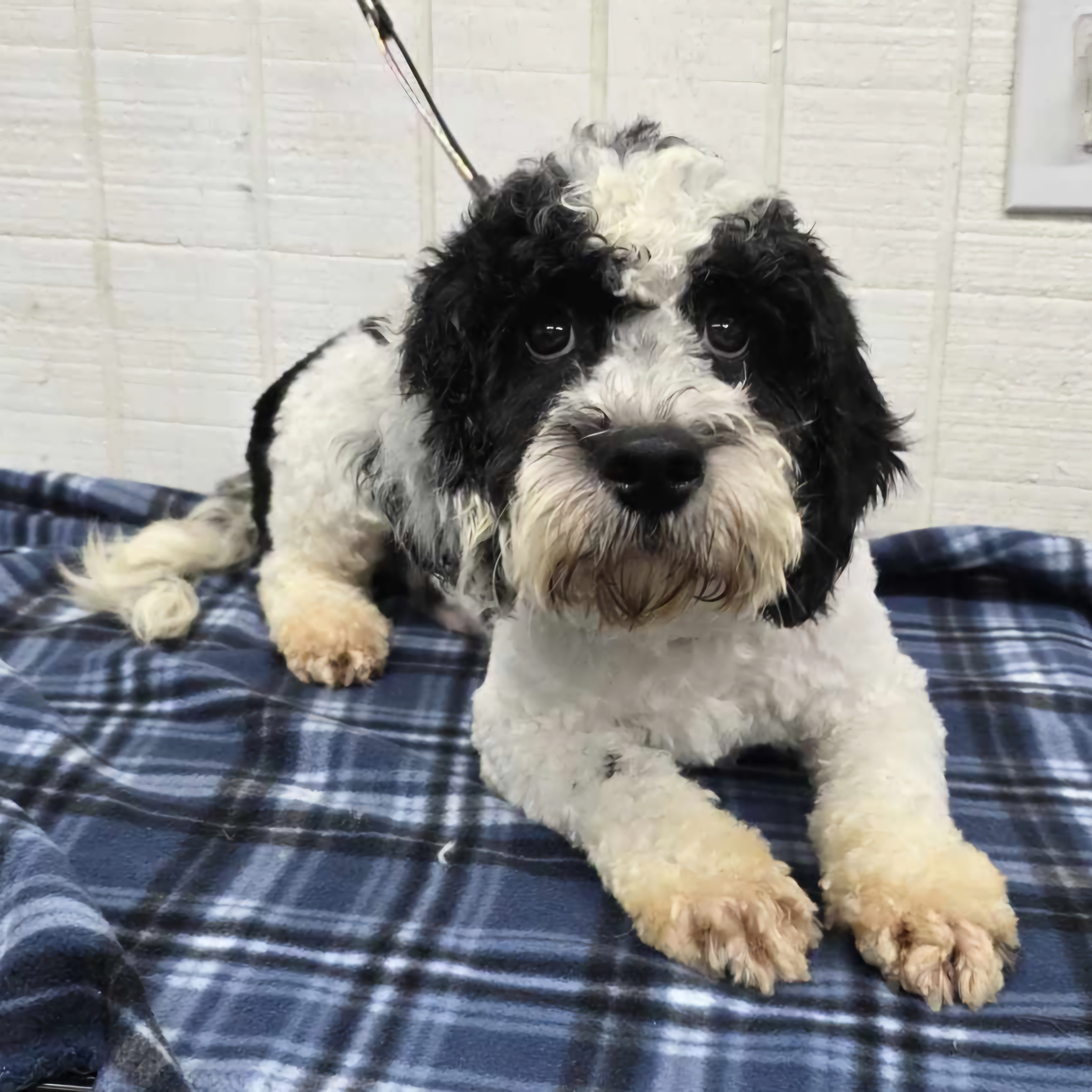 Dog for adoption Sebastian, a Cockapoo in Wheelersburg, OH Petfinder