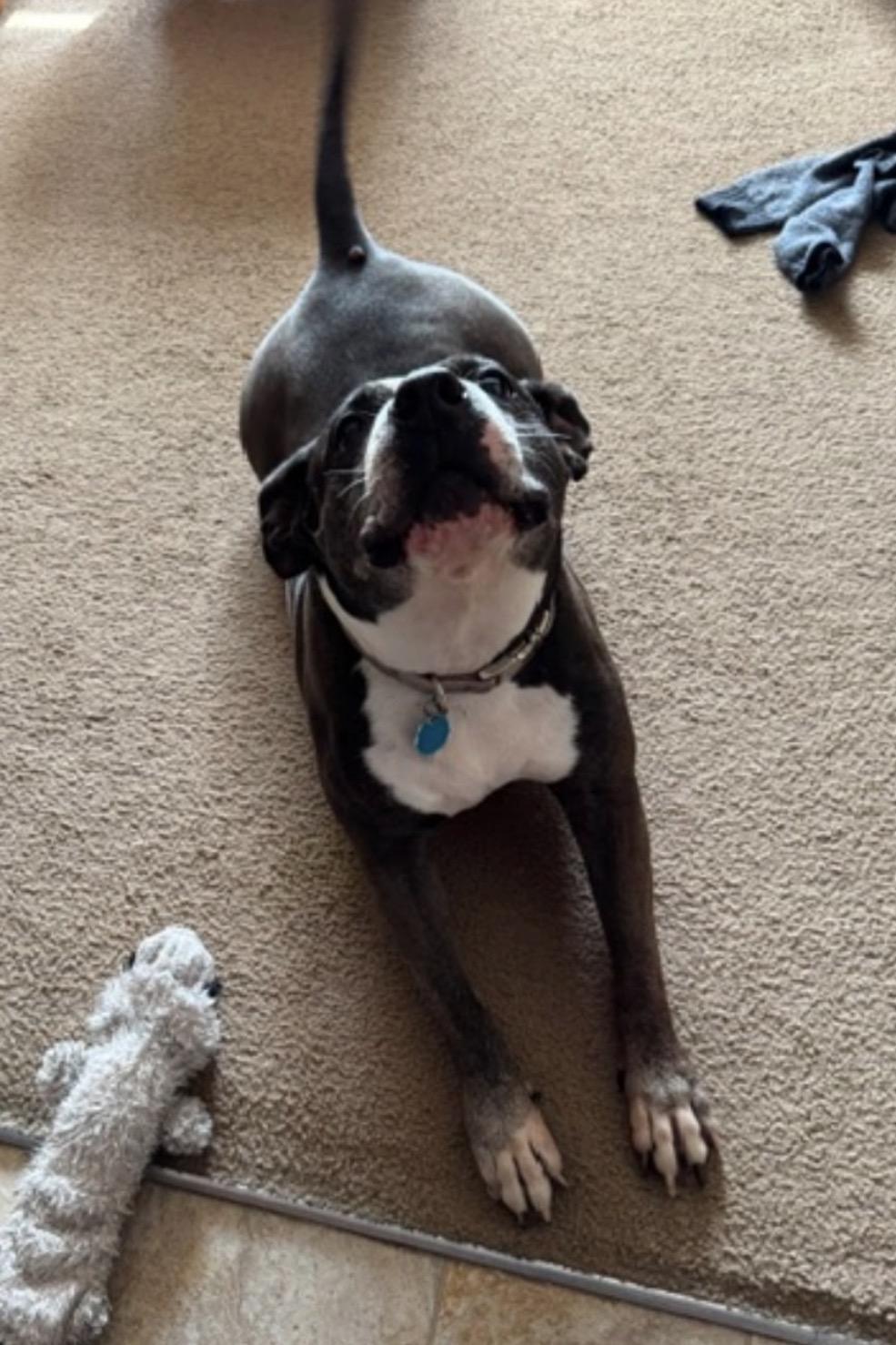 Enlarge Effy, an adopted Pit Bull Terrier in Powell Butte, OR image 1/1