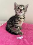 Enlarge Cadence, a ADOPTABLE Domestic Short Hair in Heathsville, VA image 1/1