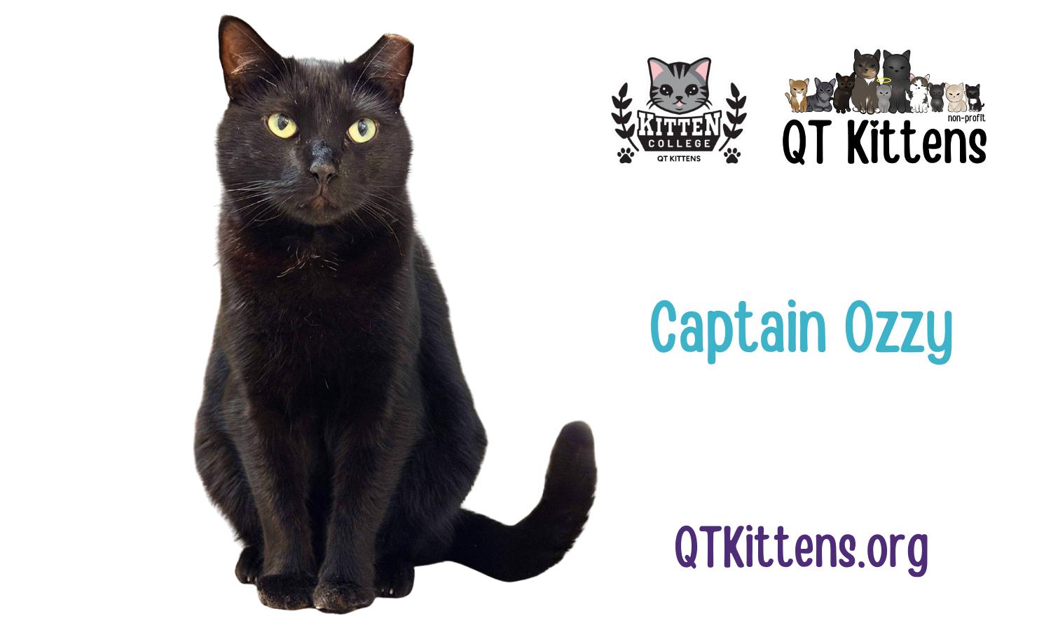 Enlarge Captain Ozzy, a Adoptable mixed breed in Naples, FL image 1/3