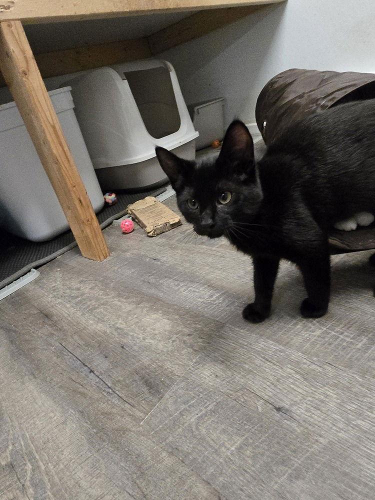 Enlarge Ravella, a Adoptable Domestic Short Hair in Pittstown, NJ image 1/3