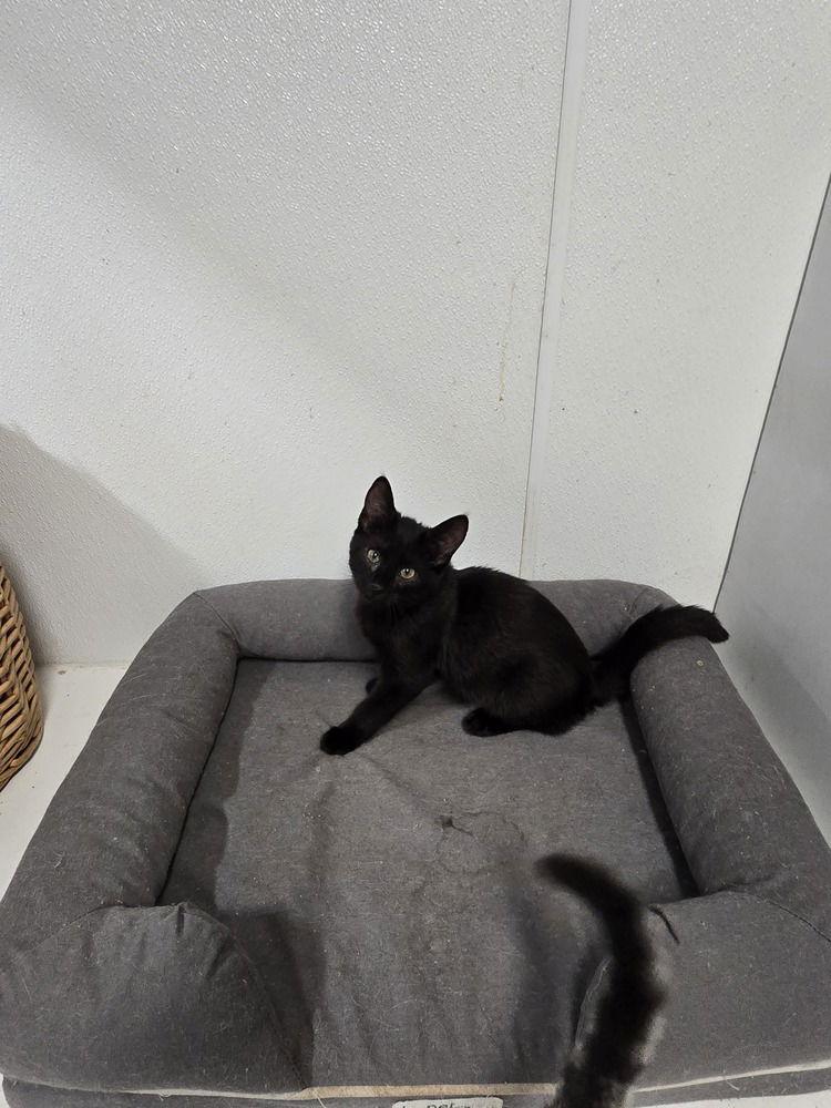 Enlarge Ravella, a Adoptable Domestic Short Hair in Pittstown, NJ image 2/3