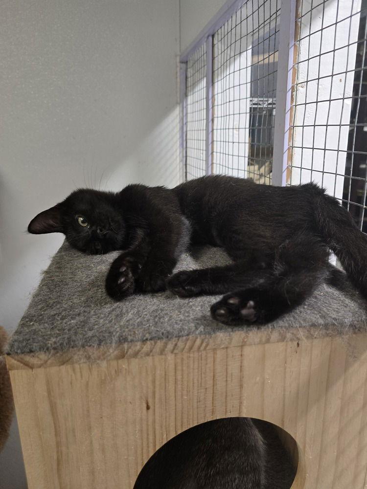 Enlarge Ravella, a Adoptable Domestic Short Hair in Pittstown, NJ image 3/3