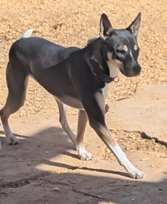 LILY, a Adoptable Australian Kelpie in Pena Blanca, NM image 2/3